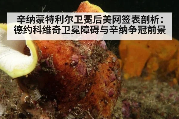 辛纳蒙特利尔卫冕后美网签表剖析：德约科维奇卫冕障碍与辛纳争冠前景